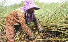 Từng 'mở mắt ra có tiền triệu', nghề cắt cỏ bàng nay chỉ còn người già bám trụ