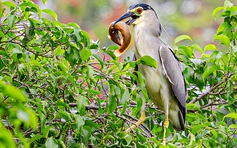 Vì sao nhiều loài chim hoang dã quy tụ về khu vực hồ Gươm?