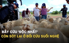 Từng gây sốt MXH, đồi cừu Suối Nghệ chỉ còn 1 đàn cừu níu chân du khách