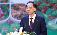 Vải thiều là 'mỹ vị nhân gian', vải Quảng Đông chưa cạnh tranh được