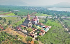 Thu không đủ trả tiền công, làm sao giữ vùng chè Biển Hồ?