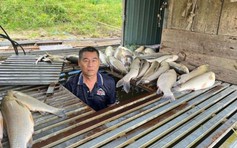 Cá chết hàng loạt trên sông Lam
