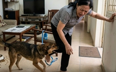 Chó dại lao vào nhà cắn người phụ nữ 6 vết sâu, Cà Mau xuất hiện ổ dịch mới