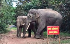Voi rừng 'bức tử' hàng rào điện