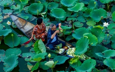 Vào hồ ngự uyển Kinh thành Huế xem thợ thức sớm 'gửi trà' vào búp sen tiến vua