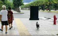 Đừng bắt cộng đồng chịu đựng tình trạng nuôi chó vô ý thức