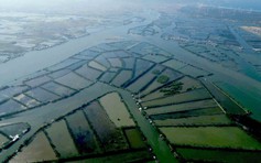 Hồi sinh 'lá phổi xanh' giữa đầm Thị Nại