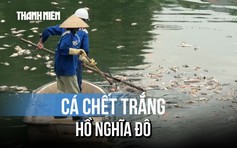 Hà Nội: Cá chết hàng loạt tại hồ điều hòa công viên Nghĩa Đô
