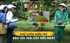 Không thu tiền vé vào cổng, chủ vườn Cần Thơ bán hơn 1 tấn trái mỗi ngày