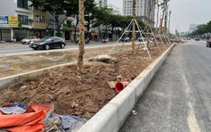 Vụ trồng cây ở đường Võ Chí Công: Nền đất dày 0,8 m, bên dưới là bê tông