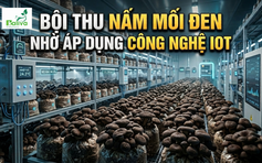 Cùng sống xanh số 154: Khi công chức dành ngày nghỉ cuối tuần phát triển nấm mối đen bằng công nghệ IoT