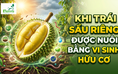 Cùng sống xanh số 151: Khẳng định chất lượng trái sầu riêng từ canh tác vi sinh