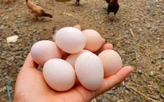 Giá trứng xuống đáy, người chăn nuôi điêu đứng