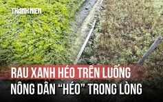 Nhiều ruộng rau ở Đồng Tháp hư hại, lá chuyển sang màu trắng bất thường