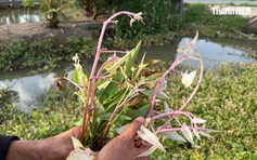 Lãnh đạo tỉnh Đồng Tháp chỉ đạo làm rõ nguyên nhân rau màu chết bất thường