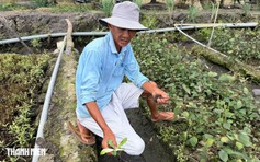 Vụ rau màu chết bất thường ở Đồng Tháp: Diện tích thiệt hại tăng lên 213 ha