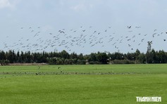 Cò ốc có tên trong Sách đỏ xuất hiện dày đặc trên đồng lúa Đồng Tháp