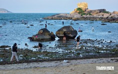Cảnh báo nguy cơ tẩy trắng san hô ở vịnh Nha Trang