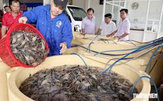 Xuất khẩu tôm càng xanh mở ra hướng đi mới cho mô hình lúa - tôm