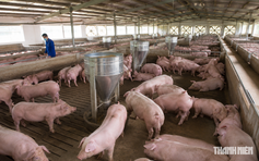 Giá heo hơi hôm nay 24.7.2026: Lại lùi về mức 63.000 đồng/kg