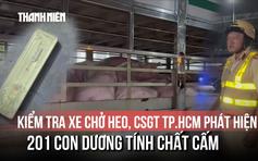 Kiểm tra xe chở heo, CSGT TP.HCM phát hiện 201 con dương tính chất cấm