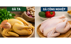 Gà ta có bổ hơn gà công nghiệp? Chuyên gia dinh dưỡng giải đáp