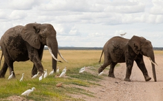 15 con voi chết bí ẩn, Kenya mở điều tra