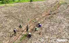 Cá từ biển lên rừng: Lính giữa rừng mong xe chở cá