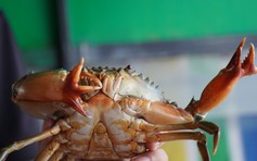 Phát hiện cua biển có cặp càng '4 chạc' lạ mắt ở Cà Mau
