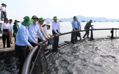 Khánh Hòa chi gần 60 tỉ đồng hỗ trợ ngư dân đổi lồng bè công nghệ cao