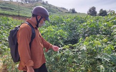 Gia Lai dẫn đầu diện tích sắn, thu ngân sách hơn 16.200 tỉ đồng