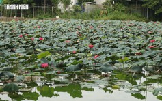 Hồ sen nở rộ giữa công viên ở Đồng Nai, người dân rủ nhau dạo mát mỗi sáng