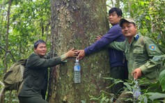Giữa rừng nguyên sinh Gia Lai, lộ diện 4 cây kim giao núi khổng lồ