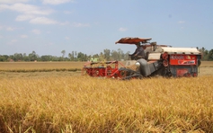 Cà Mau tăng tốc xây dựng vùng lúa chất lượng cao phát thải thấp bền vững