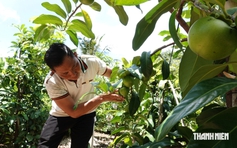 Trồng hồng sô cô la trên đất cồn, nông dân thu lãi 700 triệu đồng/năm