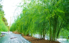 Trồng măng tây trên vùng cát ven biển, nông dân có tiền 'rủng rỉnh' mỗi ngày