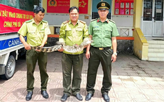 Cần Thơ: Đi giăng lưới bất ngờ bắt dính cá sấu