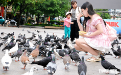 Đàn bồ câu khiến nhiều người mê tít ở phố đi bộ Nguyễn Huệ do ai nuôi?