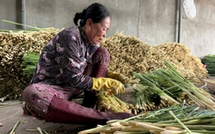 Xóm bóc sả ở cù lao Tân Phú Đông