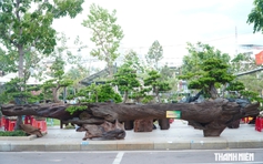 'Khu rừng' 10 cây tùng trên khối gỗ dài 7,8 m gây chú ý ở Quy Nhơn