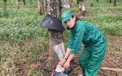 Ba bông hoa trên những vườn cây cao su Kon Tum