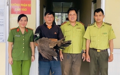 Chim công Ấn Độ bay lạc vào chuồng vịt nhà dân ở Cần Thơ