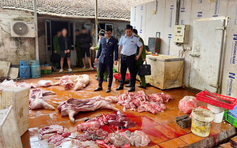 Chuyển công an điều tra gần 1 tấn thịt lợn bẩn, nhiễm dịch tả lợn châu Phi