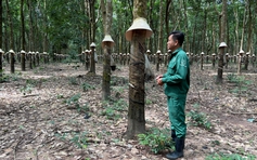 Từ người lính đến người giữ nghề cao su trên đất bạn