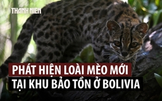 Sau hơn 100 năm mới phát hiện loài mèo hoang mới