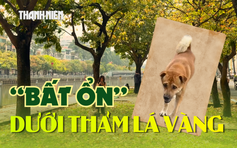 Check-in đường lá vàng TP.HCM: Đẹp khung hình, ‘bất ổn’ dưới chân?