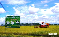 Gặt lúa sau 24 giờ có tiền, nông dân Cà Mau bớt lo 'được mùa mất giá'
