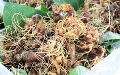 Mê trận sâm Ngọc Linh thật - giả: Làm sao biết đúng nguồn gốc?