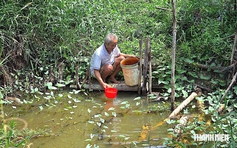 El Nino rất mạnh, gần 13.800 hộ dân Cà Mau có thể thiếu nước