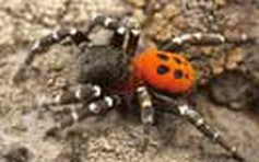 Bảo tồn loài nhện hiếm nhất nước Anh